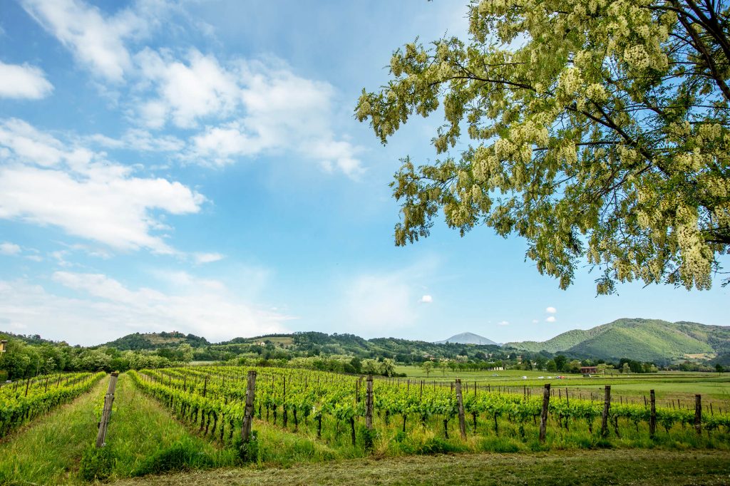 Private: Franciacorta wine tasting in a cellar