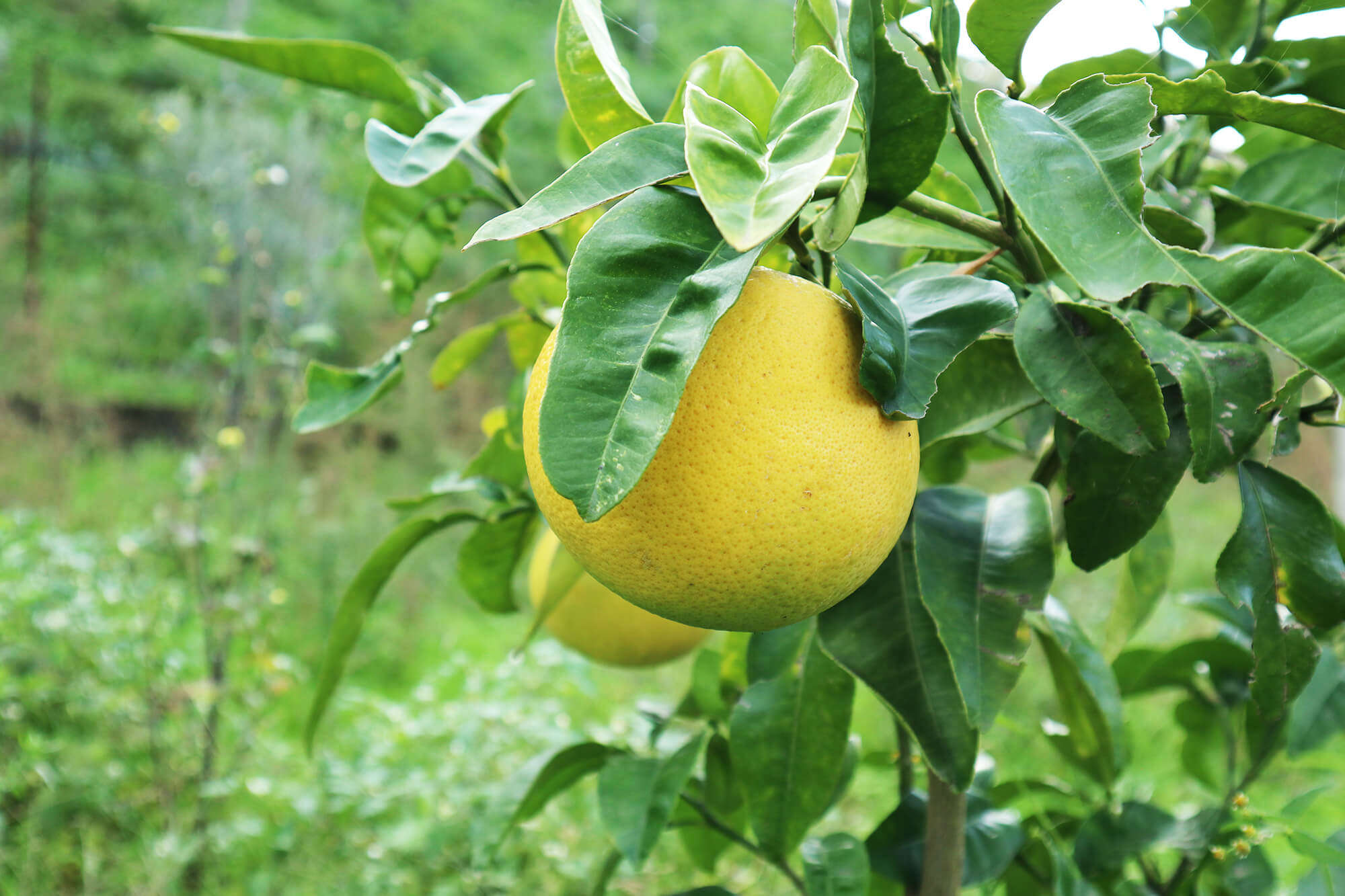 bergamotto