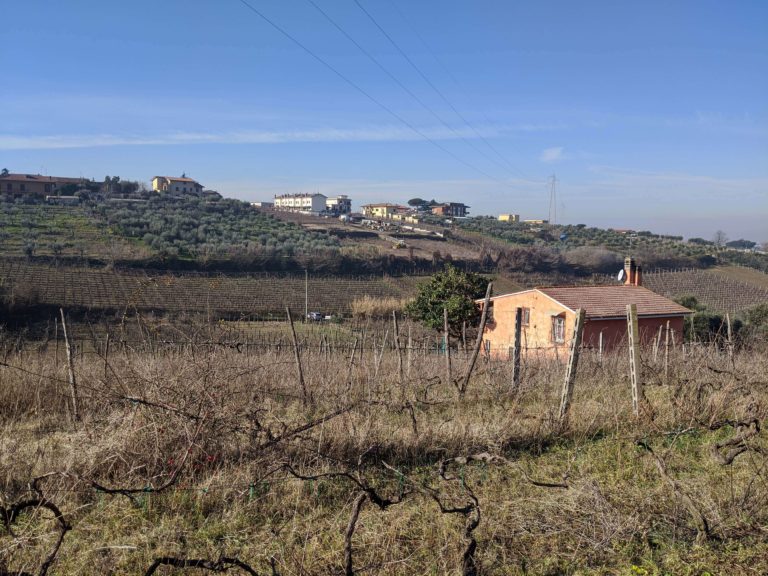 frascati vineyard experiece
