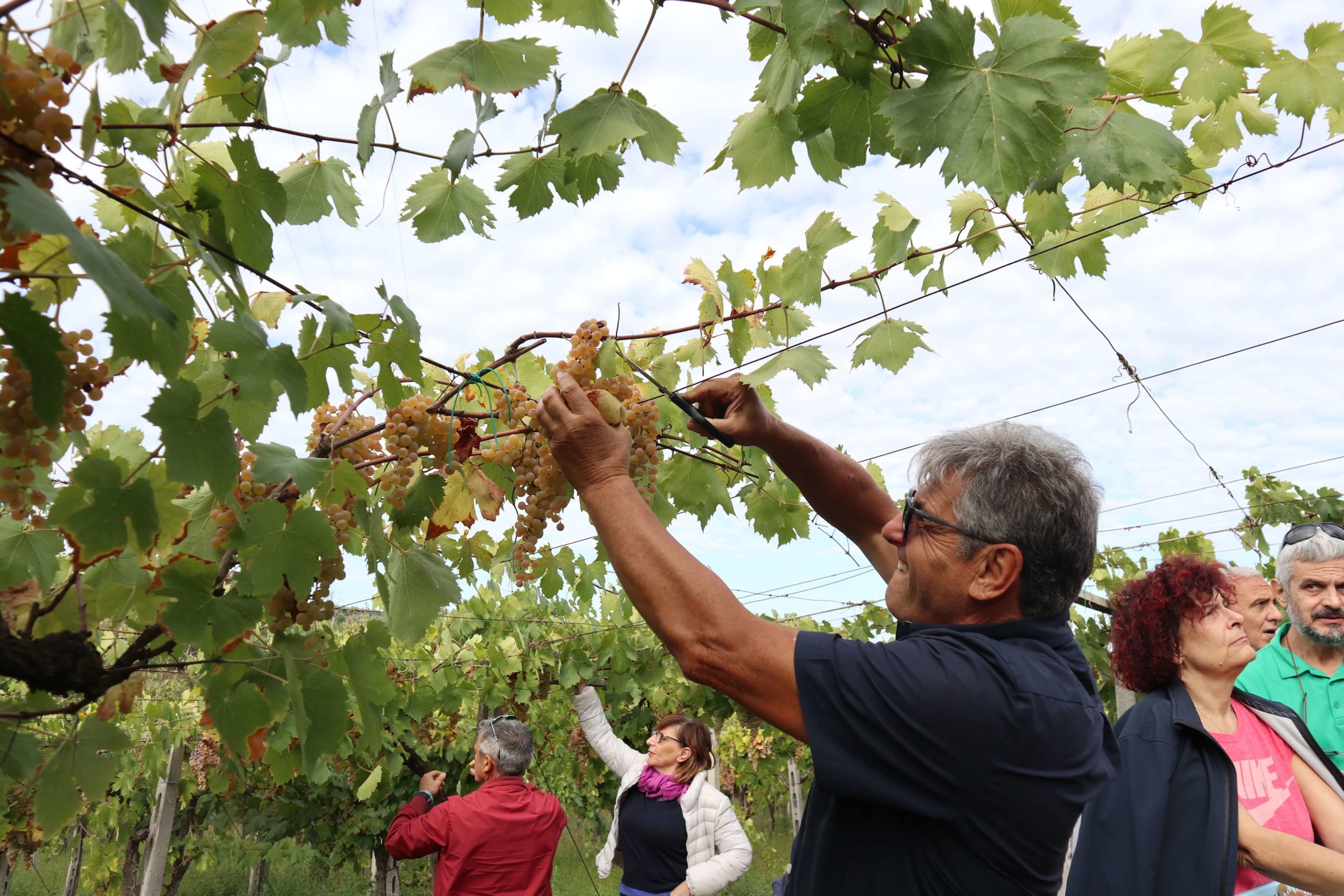 Grape Harvest Event