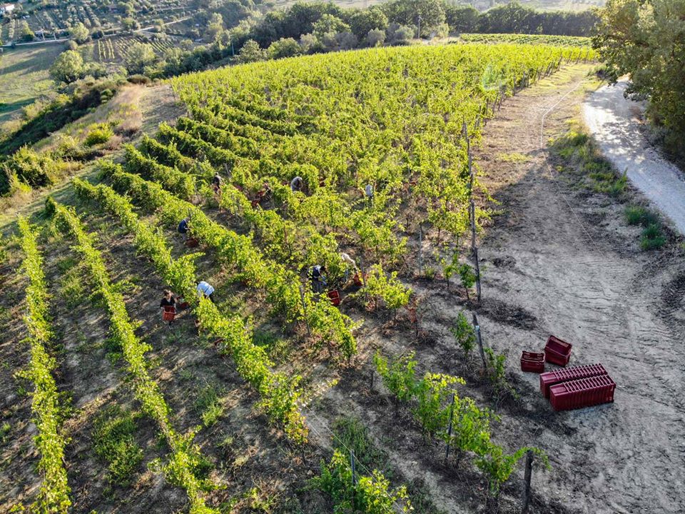 Vigna Umbria