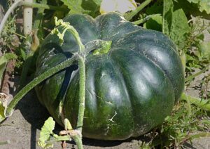 green Pumpkin (Photo Credits @J1 Jamain from Wikimedia Commons)