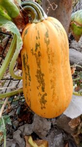 Yellow pumpkin (Photo Credits @ArmAg Armineaghayan from Wikimedia Commons)