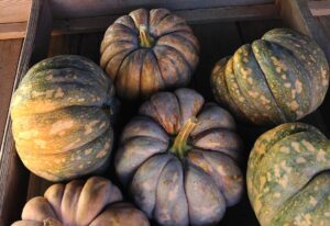 Pumpkins (Photo Credits @Amada44 from Wikimedia Commons)