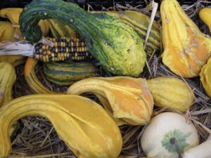 Different varieties of yellow and green Pumpkins and squash in Rome (Photo Credits @Thomas Oboe Lee from Wikimedia Commons)